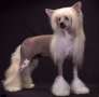 Abie Day Dream (Cantarell) Chinese Crested
