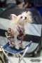 Solino's What Else Chinese Crested