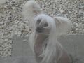 mixkynz chyna fox Chinese Crested