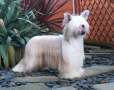 CAN.CH. Shumllea See My Petticoat Wag. Chinese Crested