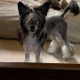 Jessica Of Treasure Chest Chinese Crested