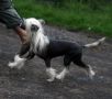 Doucai's Truely Sensualle Chinese Crested