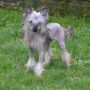 Junon De L'Ore des Rves Chinese Crested