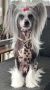 Ferrari Perle by Little Jade Chinese Crested
