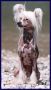 Laureola's Lucy Chinese Crested