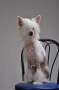 Olegro Katrin At Any Price Chinese Crested