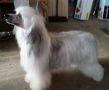 Liliah Well Did Ya Evah Chinese Crested