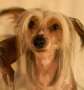 Shambhala's Double Trouble in Russia Chinese Crested