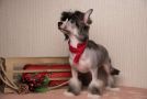 Anna Sky Kennel Neo Chinese Crested