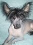 Intrigant Gucci Aleks Candy Chinese Crested