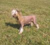 Diva's Aria Chinese Crested