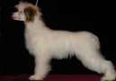 Bakkara iz Diamond Sity Chinese Crested