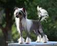 Hampton Court's Sugar N'spice at legend Chinese Crested