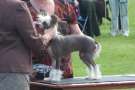 Jhanchi I Want To Break Free J.w. 2 R Cc Chinese Crested