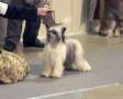 Pahlavi Xiangqi Chinese Crested