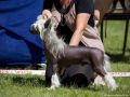 Amadeus Chinese Dynasty Family Chinese Crested