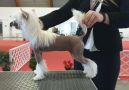 Chicavallo Eclipse Chinese Crested