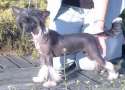 Excellenta Sub-O-Divo Chinese Crested