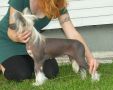 Sun Dan Made In Heaven Chinese Crested