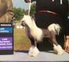 ShowStyle's Talk is Cheap Chinese Crested