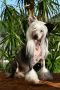 Little Dog Of Dream Teepee Chinese Crested