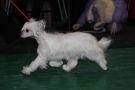 Galaktika Chinese Crested