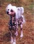 Gulleiv's Pink Cadillac Chinese Crested