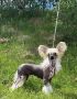 Moelmo's The Edge Of Glory Chinese Crested