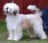 Prefix Robert King Of Scots Chinese Crested