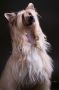 (CH)I am in Love de l'Ore des Rves Chinese Crested