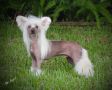 Crest-vue Cant Have Just One AOE AOM Chinese Crested