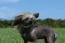Quina  Chinese Crested