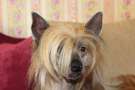 Aura Beauty Naples  Chinese Crested