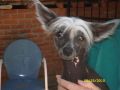 Libertys Hi-Life Sunz Her Bunz Chinese Crested