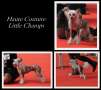 Haute couture Little Champs Chinese Crested