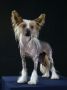 Bayles Nezkrotna markyza Chinese Crested