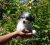 Mythic Little China Doll Chinese Crested
