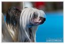Oriental Jokes Flambeur Chinese Crested