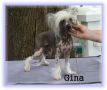 Chinois Mercedes Chinese Crested