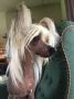 cerwin Chinese Crested