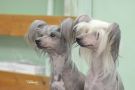 Kredo Festa Benedictine Chinese Crested