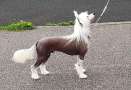 Shengson First n Foremost Chinese Crested