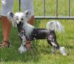 Hope Little Champs Chinese Crested