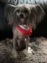 Quiincharme's Icon Star Mesto Chinese Crested