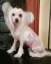 Rapakan Reina Andara Chinese Crested