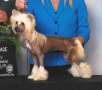 GCH Carrera Sunlit Made You Bling Chinese Crested