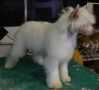Doucai's Winters Dream Chinese Crested