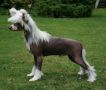 Vanitonia Born This Way for Tteswood Chinese Crested