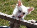 Doucai The Royal Red Rimmer Chinese Crested