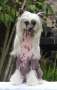 Aytana Ready To Shine (Cantarell) Chinese Crested